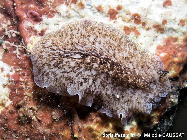 Pericelis_cata-meca001