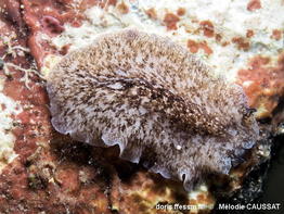 Pericelis_cata-meca001