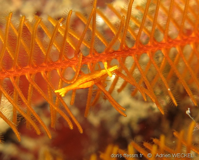 Crevette des comatules dorées