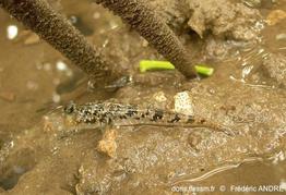 periophthalmus_argentilineatus-fa3