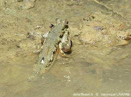 periophthalmus_argentilineatus-vela0693