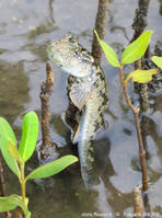 periophthalmus_kalolo-fran66b