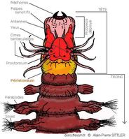 peristomium_glossaire-apsittler01