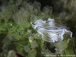 Perophora-listeri-pico1