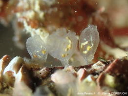 Perophora-listeri-pico2