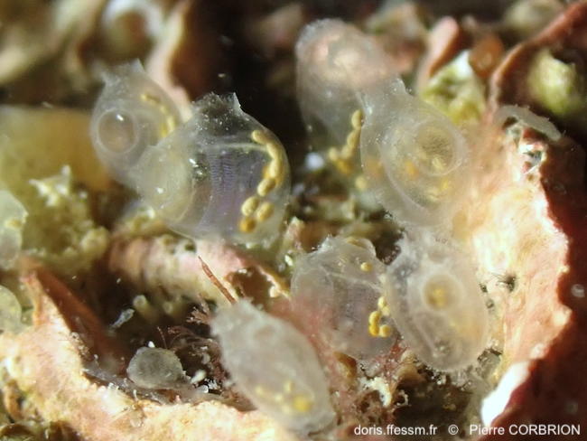Perophora-listeri-pico3