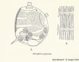 Perophora_japonic_-pico_11