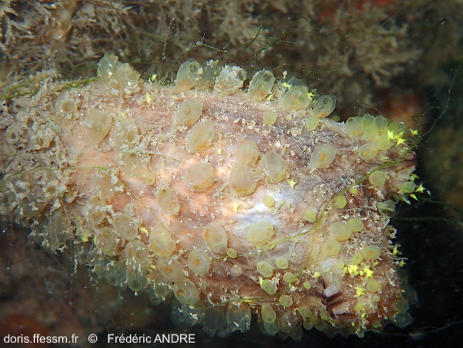 Perophore japonaise