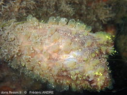 Perophora_japonica-fran167