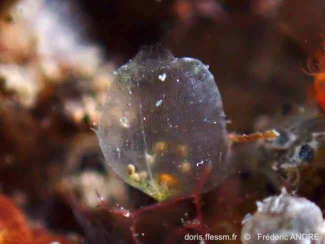 Perophora_listeri-fran10104