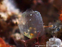Perophora_listeri-fran10104