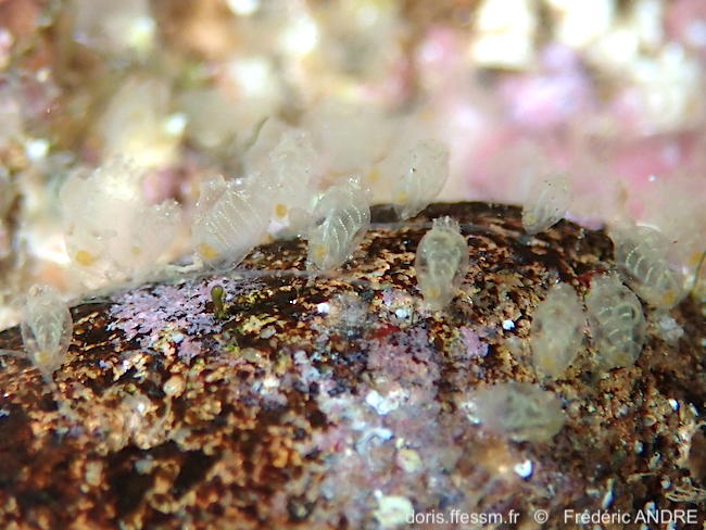 Perophora_listeri-fran25312