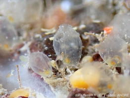 Perophora_listeri_fran10106