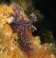 distichopora_violacea_ap1