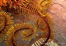davidaster_rubiginosus_ag1
