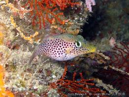 canthigaster_tyleri_mayotte-jms1