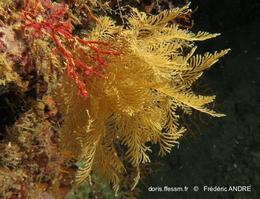 scrupocellaria_sp.-fa031