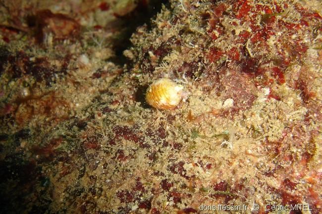 Euplica turturina