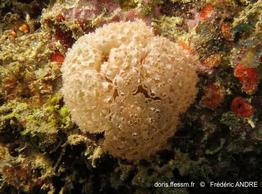 eudistoma_album-fa064