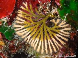 Schizoreterora_solandaria-vl7363