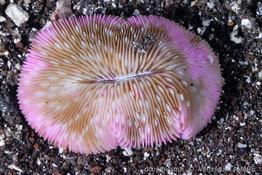 lobactis_scutaria-vl4