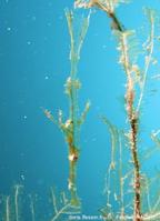 solenostomus_leptosoma-fa044