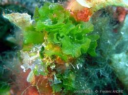 anadyomene_stellata-fa1c