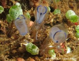 clavelina_moluccensis-fa235