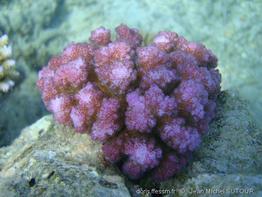 pocillopora_verrucosa-jms1