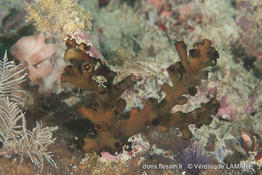 tubastraea_micranthus-vl4