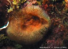 schizomavella_linearis-slb3458