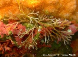 scrupocellaria_sp-fa26