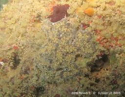 botryllus_sp.-slb7145