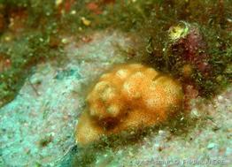 cellepora_pumicosa-4fa