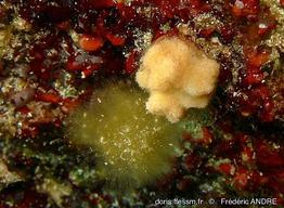 rhynchozoon_sp.-fa70