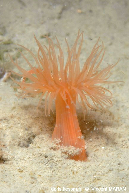 Anémone flammée