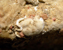 diplosolen_obelia-fa1
