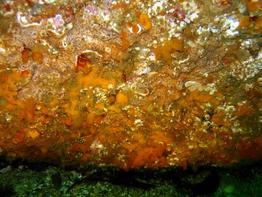 didemnum_coriaceum-fa4