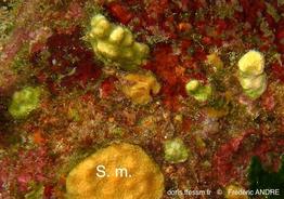 rhynchozoon_sp-fa14
