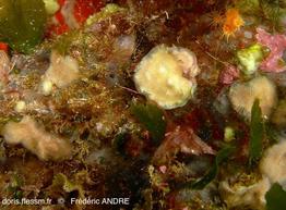 schizomavella_hastata-fa34a