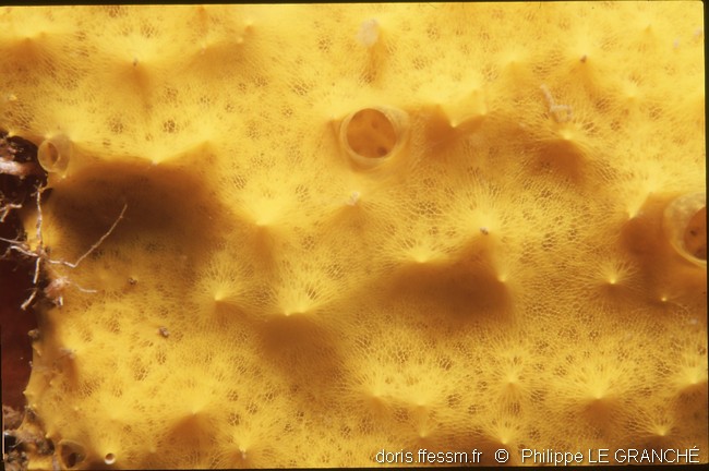 Aplysille jaune soufre