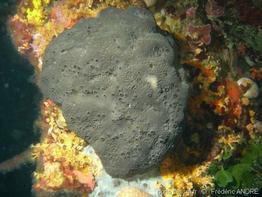 sarcotragus_spinosulus-fa1