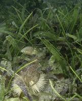 thalassia_testudinum_ap4