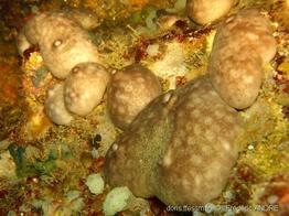 chondrosia_reniformis-fa7