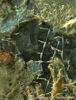 aetea_longicollis-fa6b