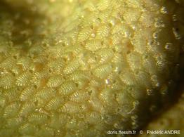 puellina_radiata-fa12rc