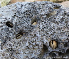 Petricola_lithophaga-fran-6023