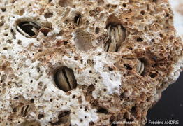 petricola_lithophaga-fran-8508