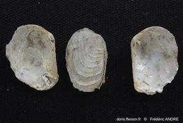 petricola_lithophaga-fran-8513