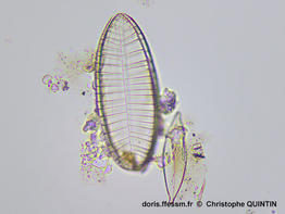 Petrodictyon_gemma_cq0_01